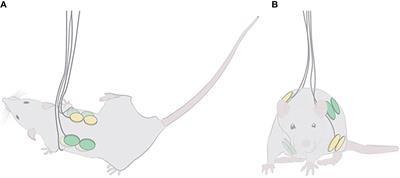 In Vivo Safety of Tumor Treating Fields (TTFields) Applied to the Torso